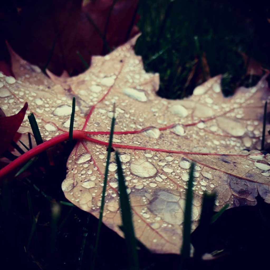 A light tan maple leaf nestled in the grass, spotted with large raindrops reflecting the light.