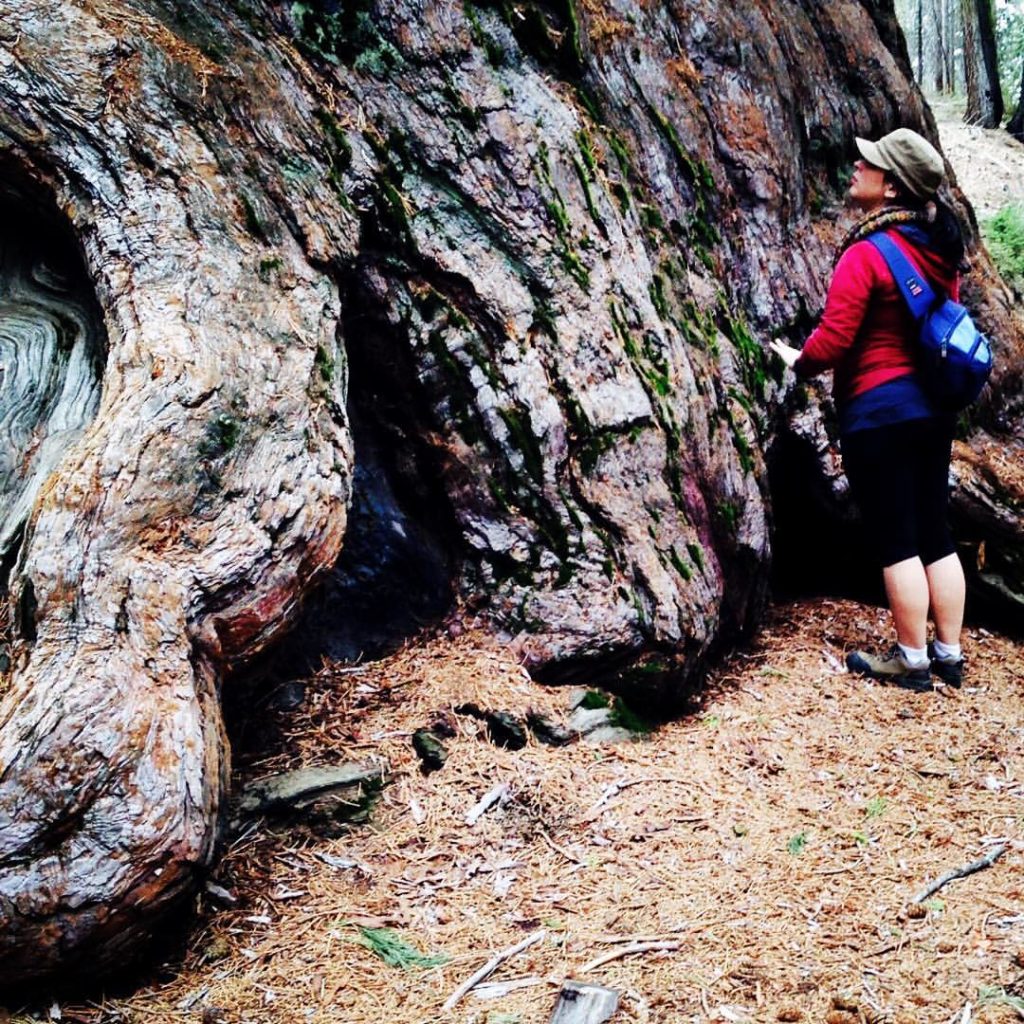 A woman facing a giant redwood tree, standing very close to it, with hands placed upon the tree's trunk.