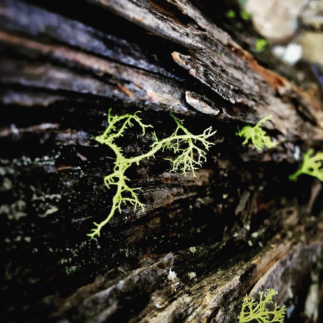 Journal Silvae Spiritus