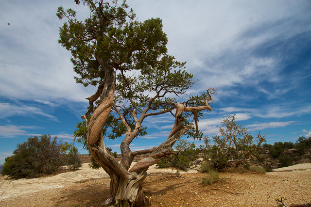 The Struggle to Protect a Tree at the Heart of Hopi Culture - Silvae ...