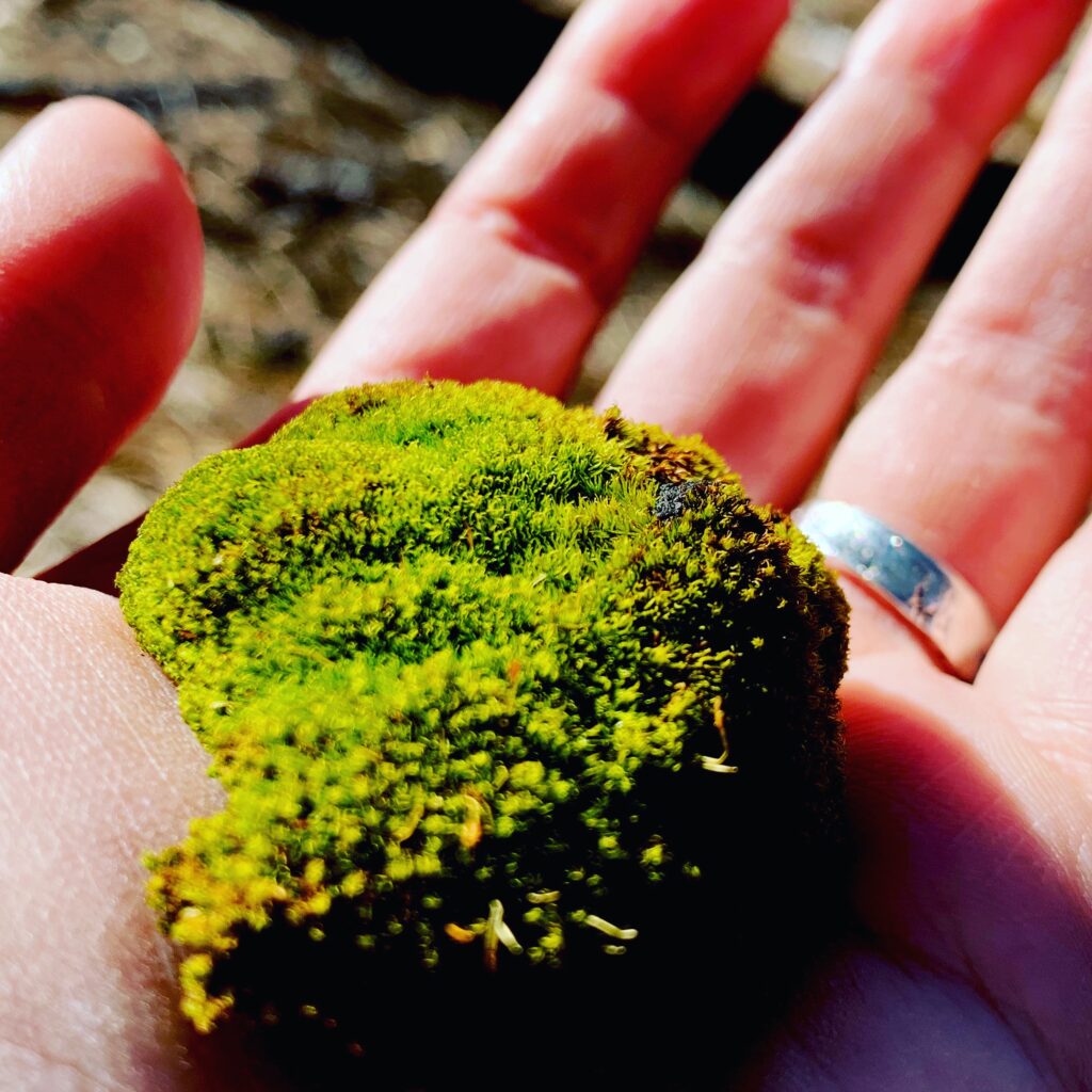 Hand holding a stone covered in moss.
