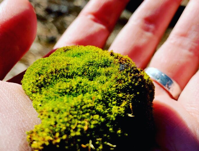 Hand holding a stone covered in moss.