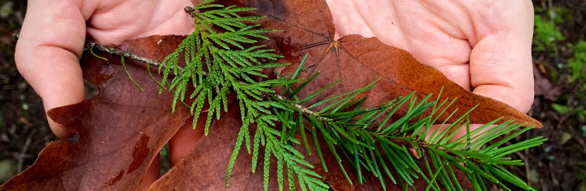 Large hands holding a wet, rust-colored maple leaf with a bright green cedar sprig and a bright green fir sprig laid over the top.