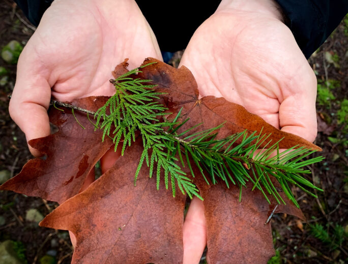Large hands holding a wet, rust-colored maple leaf with a bright green cedar sprig and a bright green fir sprig laid over the top.